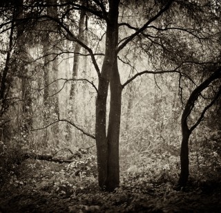 Entwined, Henry Cowell Park