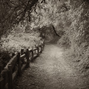 Path to Home, Henry Cowell Park