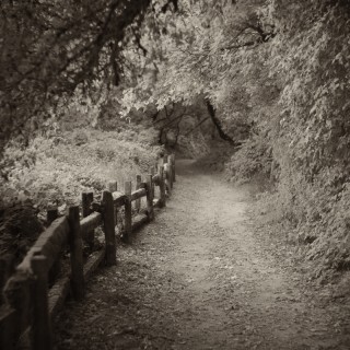 Path, Henry Cowell Park
