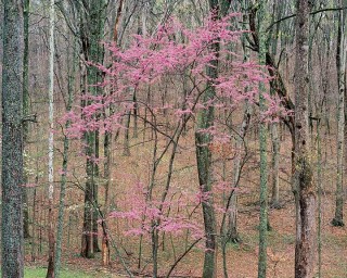 Flowering Redbud, Kentucky