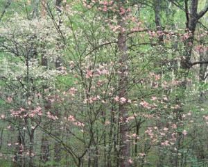 Gentle Dogwoods, Kentucky