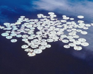 Glistening Water Lilies, Maine