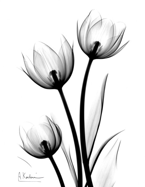 Parrot Tulips