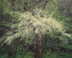 Mountain Silverbell, N. Carolina