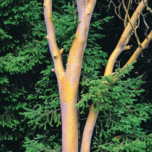 Madrone Trunks, Siskiyou Mountain, Oregon
