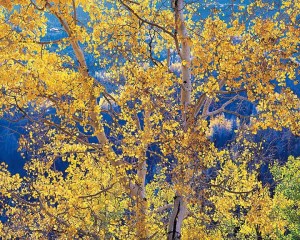 Radiant Mountain Aspen
