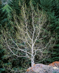 Spring Aspens and Lavender Stone, Colorado