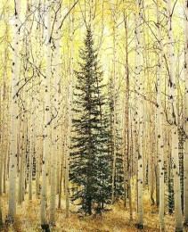 Spruce & Bright Aspen Forest, Colorado