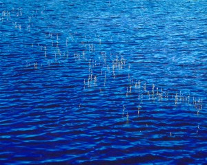 Sapphire Lake Melody, NH