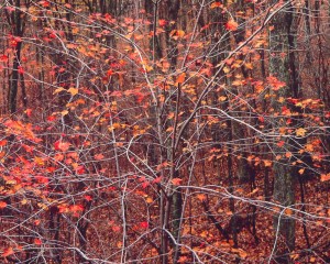 Syncopated Red Maple, West Virginia