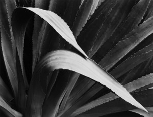 Agave