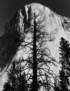 Bare Spruce & El Capitan