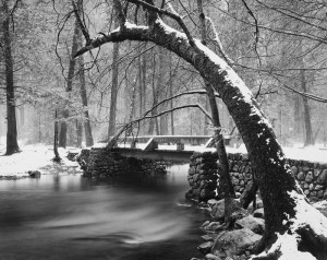 Bowed Tree & Bridge, Yosemite**