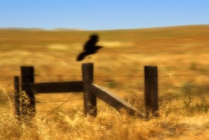Crow & Fencepost