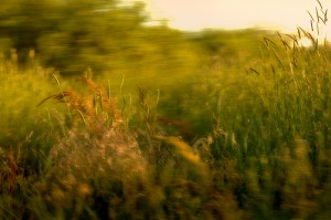 Early Spring Grasses