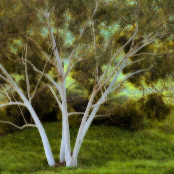 Eucalyptus Grouping