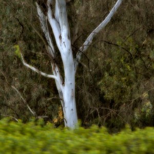 Eucalyptus Tree