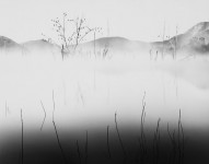 Trees & Fog, Lake Hodges