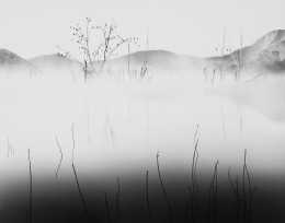 Trees & Fog, Lake Hodges