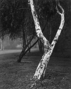 Leaning White Eucalyptus