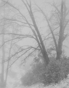 Oaks & Fog, Idywild