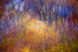 Rainbow Grasses
