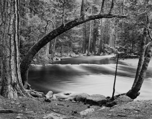 Tenaya Creek & Bowed Tree, Yosemite**