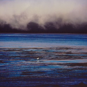 White Egret, Carmel Bay, California