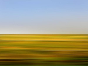 Wildflower1: Yellow Sweet Clover