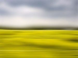 Wildflower9: Bitterweed