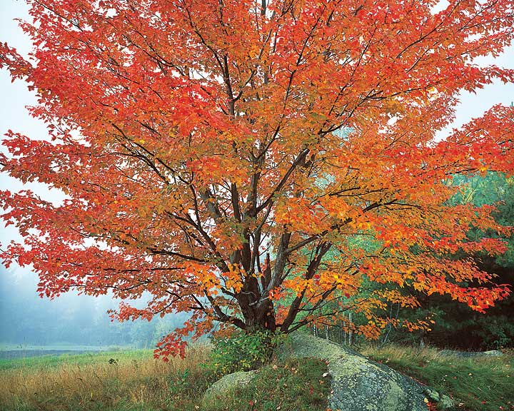 Wild Red Maple & Fog, New Hampshire  (See availability on this image!)