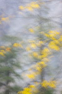 Yellow Maple Leaves, Yosemite Valley