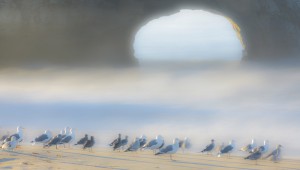 Gulls at Sunrise, Natural Bridges State Beach
