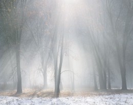 Oaks, Mist, Melting Snow, Yosemite