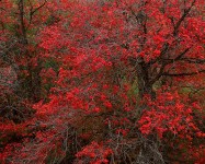 Maples, Autumn, Clear Creek, Zion Nat’l Park