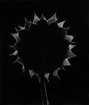 Backlit Sunflower: Paul Caponigro (Sold)