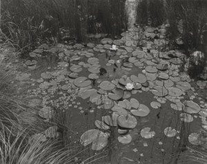 Aquatic Plants #1, Saddle River, NJ