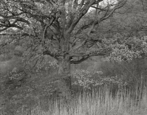 Oak Tree, Holmdel, NJ