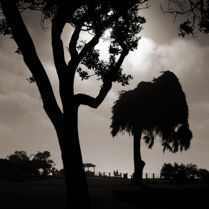 Late Afternoon, Grassy Scripps Park