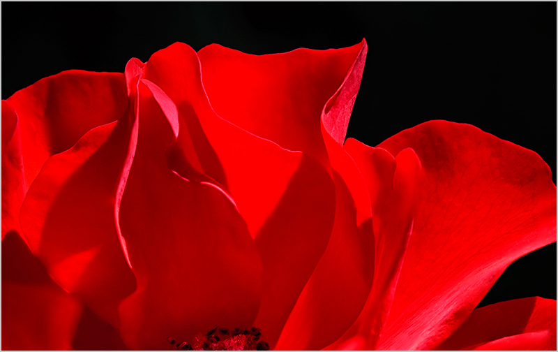 Red Rose (#2295)