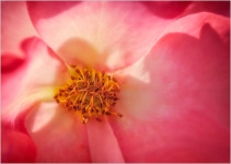 Pink Rose, Interior (#2314)