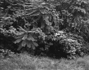 Foliage, Below Passaic Falls, Paterson, NJ