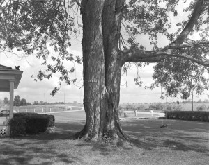 Front Yard, Winslow Farm, Fairmont, IN