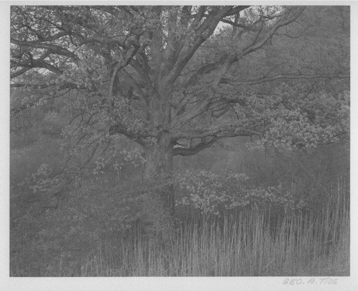 Oak Tree, Holmdel, NJ: George Tice
