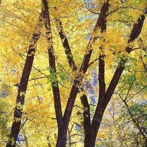Golden Cottonwoods, CO