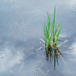Spring Grass and Rainpool, OR