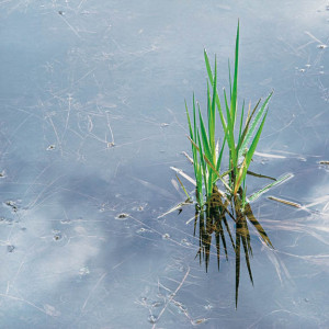 Spring Grass and Rainpool, OR