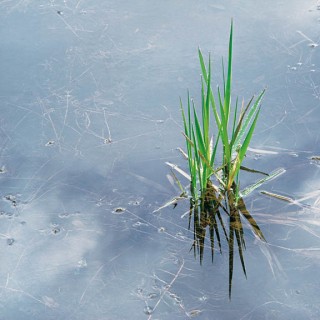 Spring Grass and Rainpool, OR