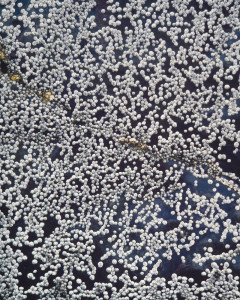 Pearl Barnacles, California