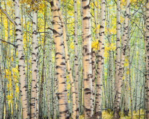 Trout Creek, Aspen Forest, Colorado